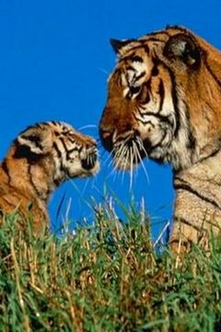 猛兽