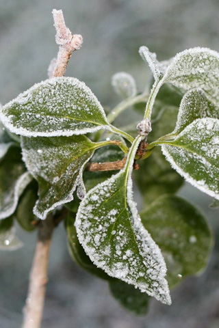 冰雪植物