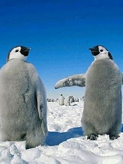 南北极动物