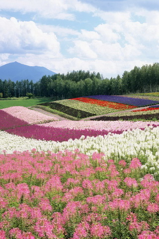 北海道风光