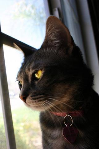 沉思的猫