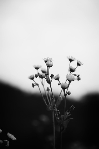 黑白花朵图片