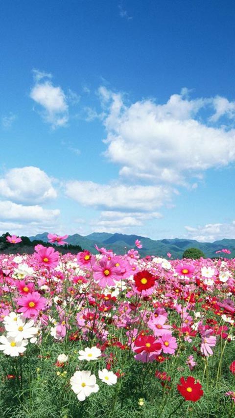 花海