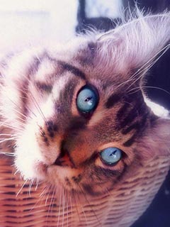 蓝眼睛猫咪