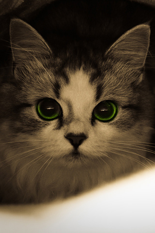 小猫眼睛