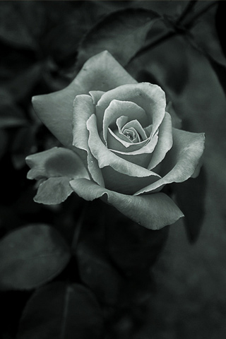 灰色玫瑰