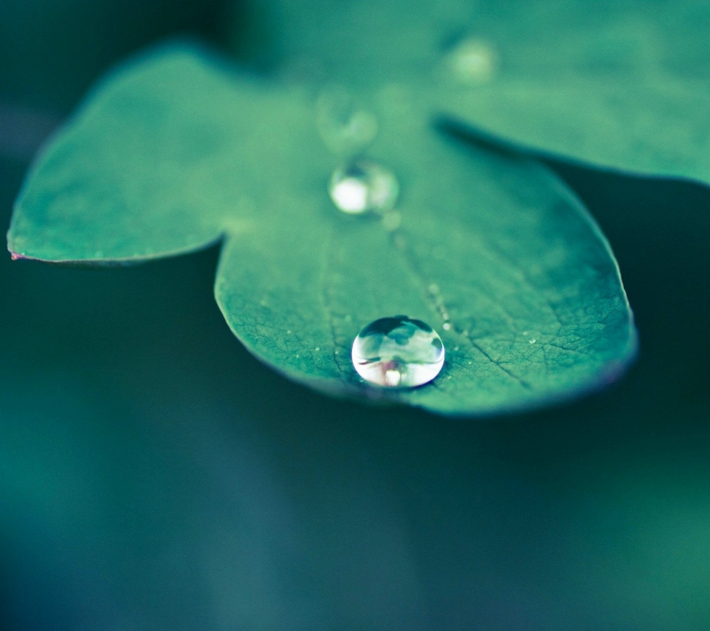 绿叶上的小水珠