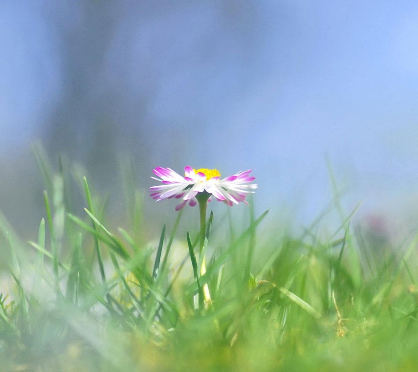 唯美小花