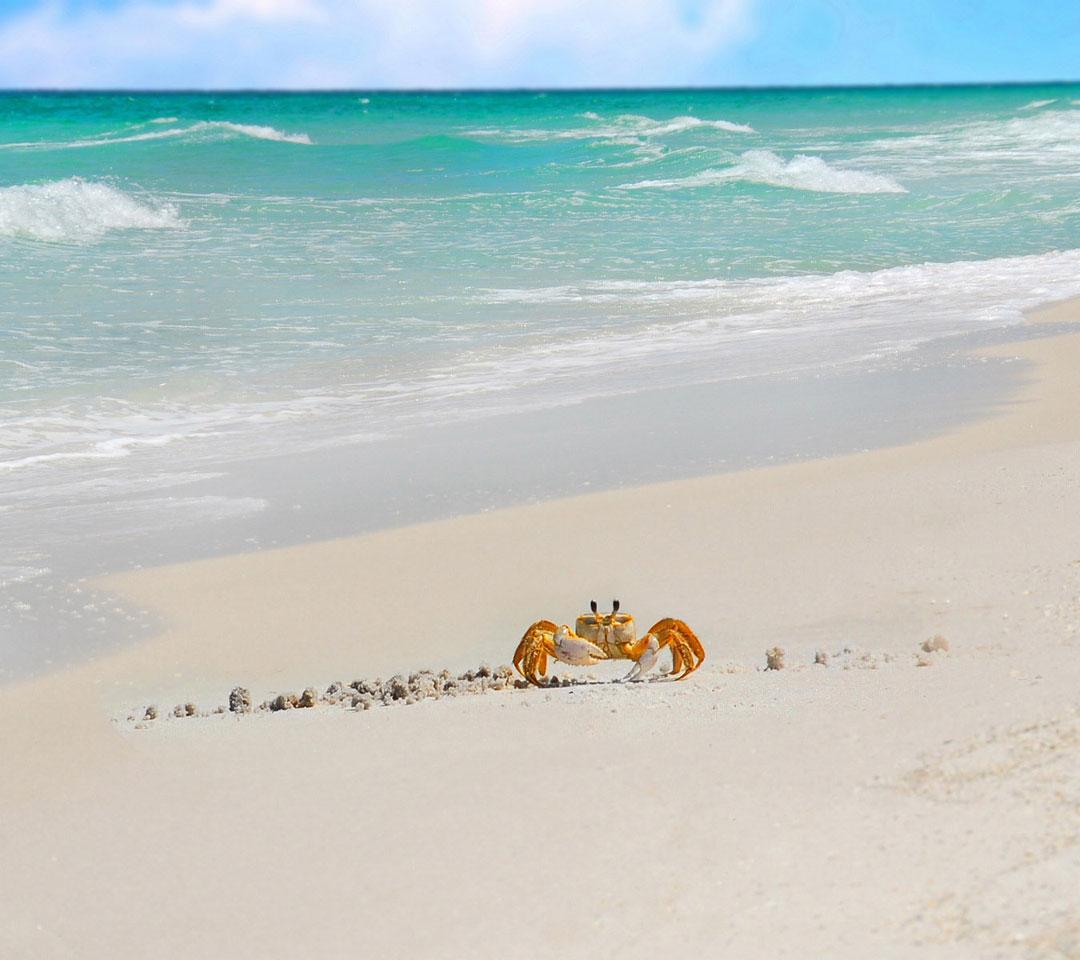 沙滩上努力爬行的小螃蟹