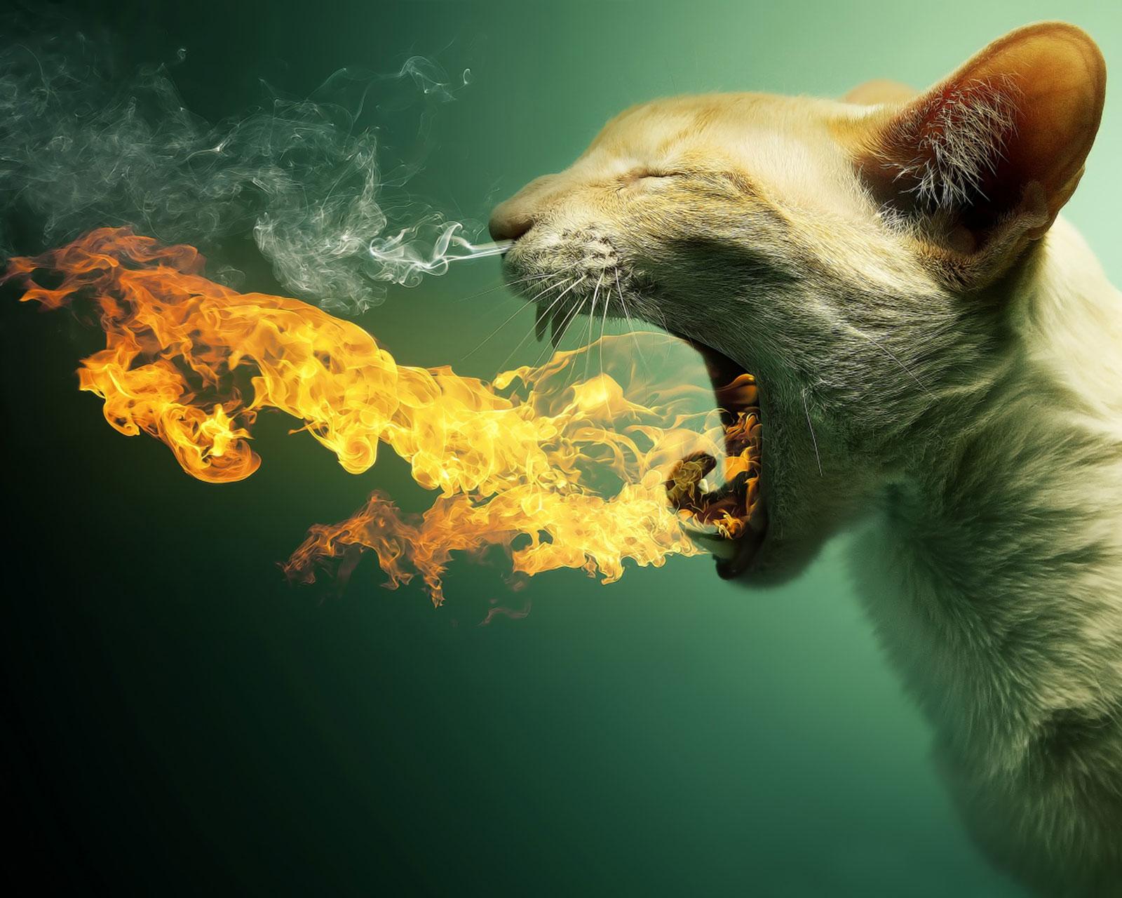 喷火的猫