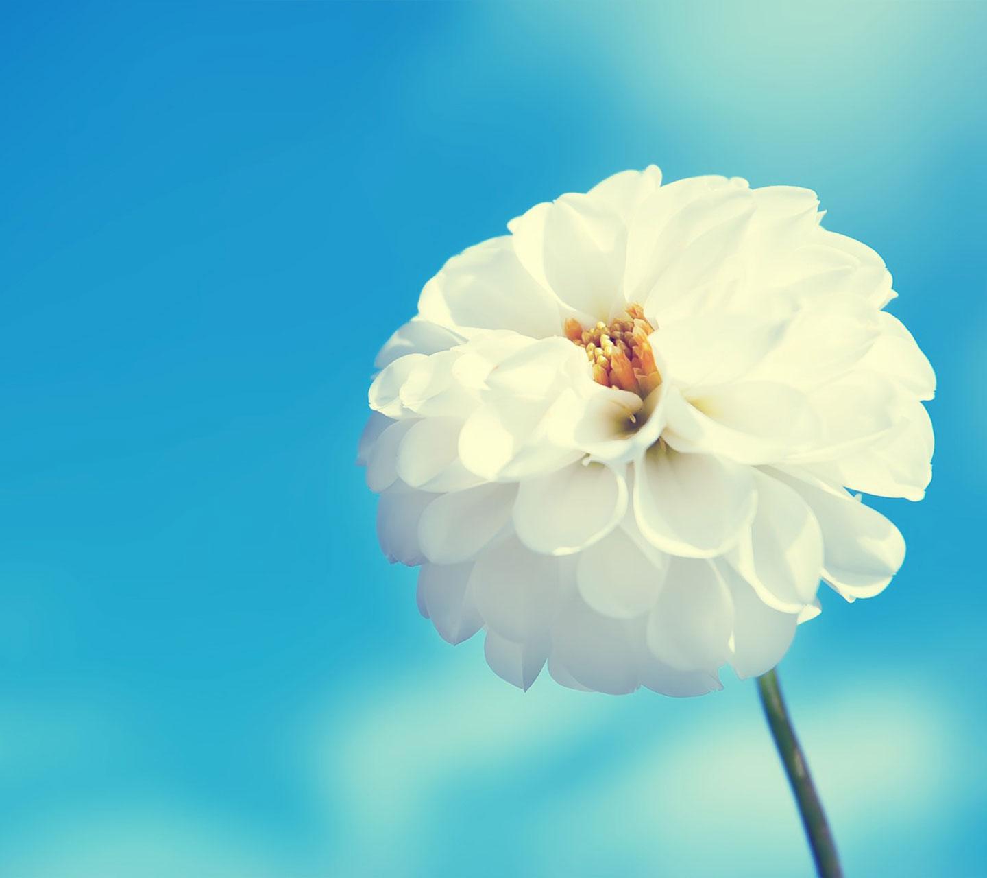 唯美白花