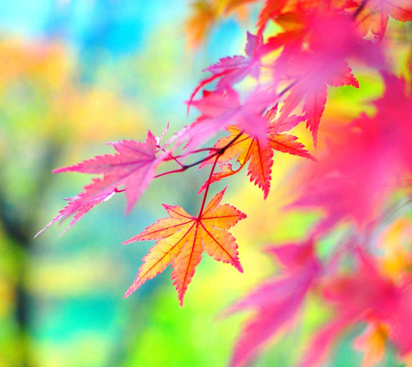 壁纸枫叶红枫花树桌面1440_1280图片