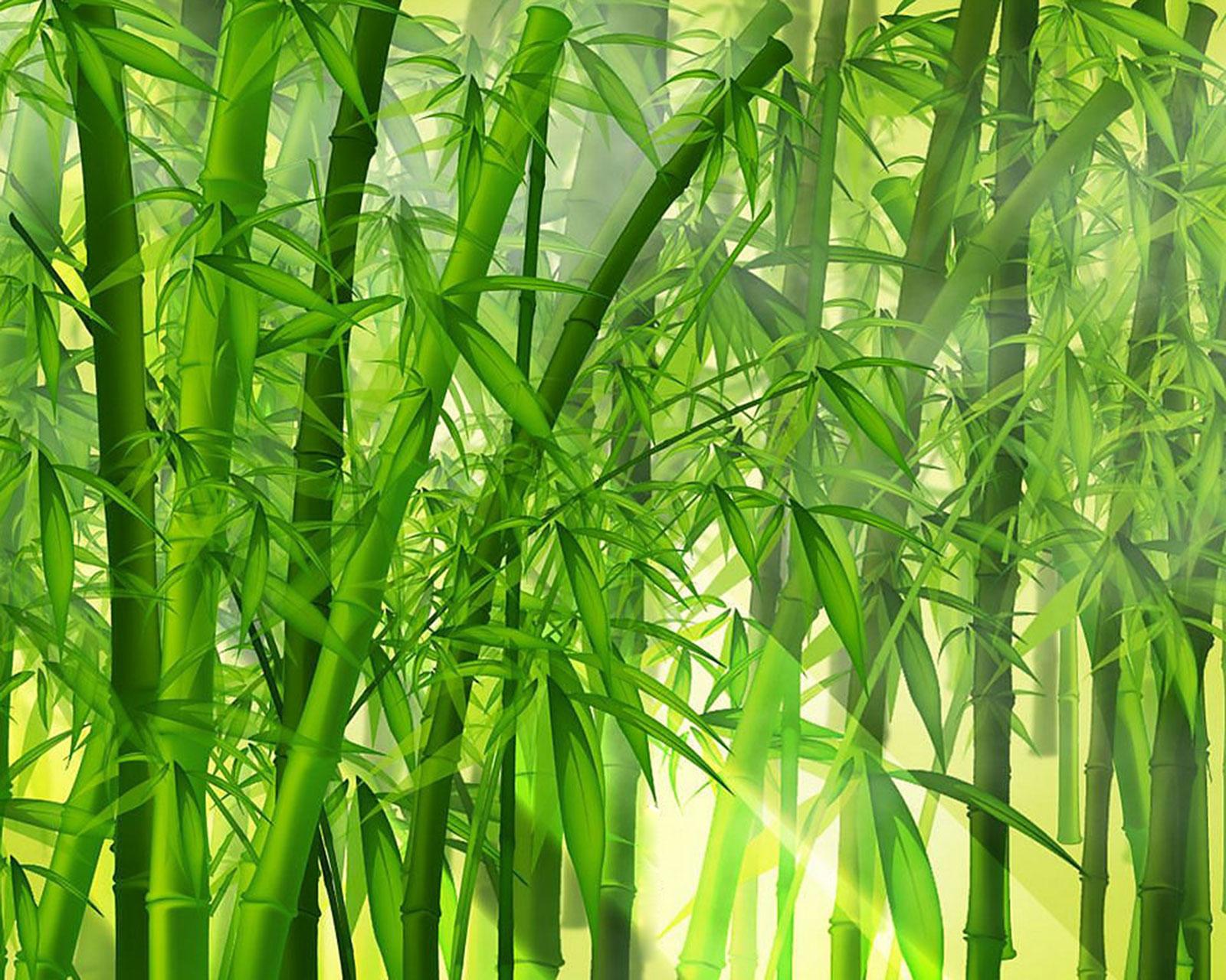 水养富贵竹图片欣赏-中国木业网
