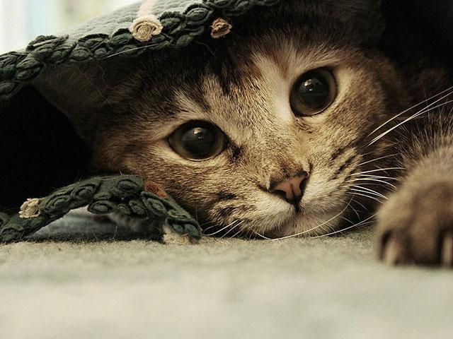 顽皮猫咪
