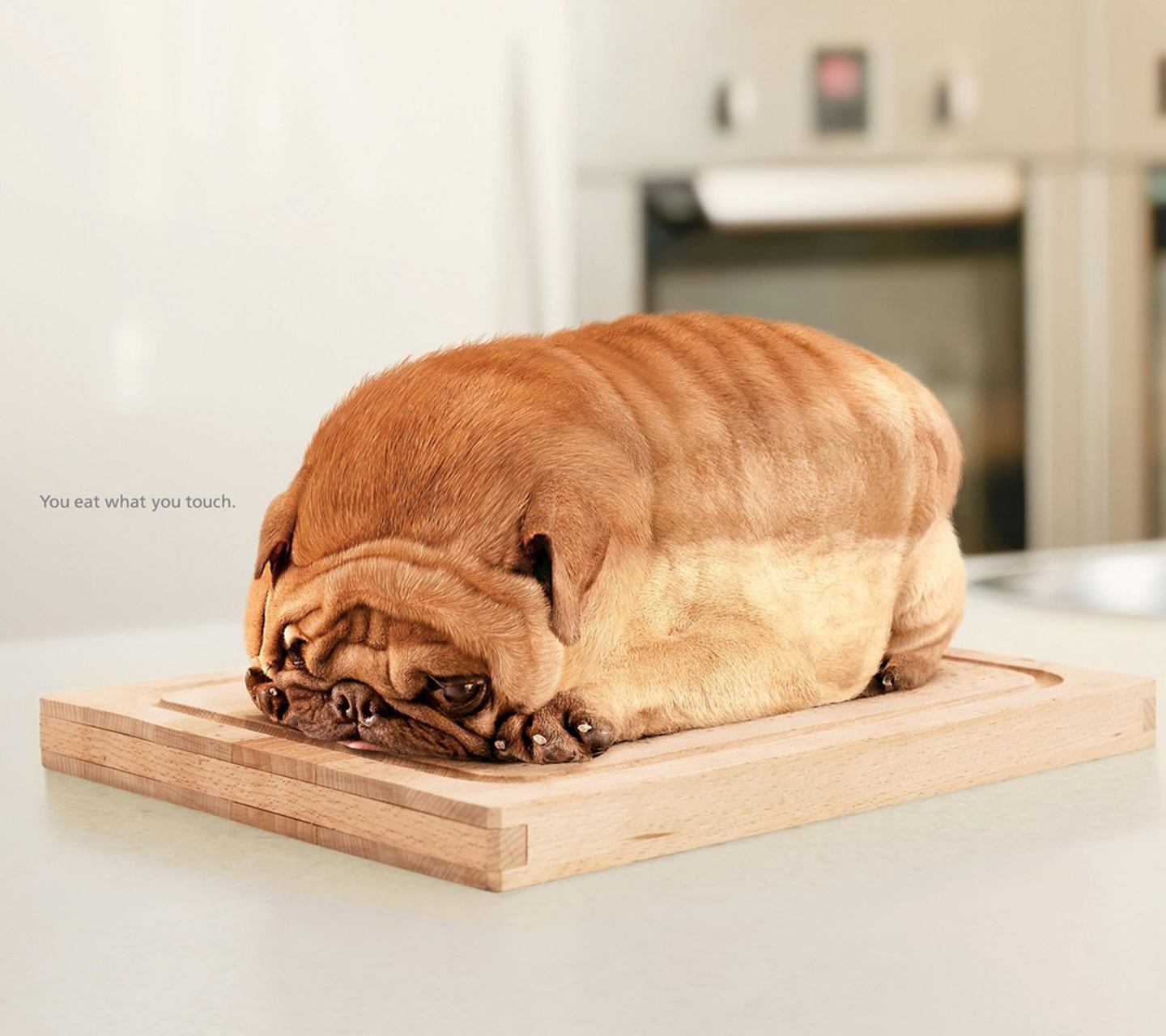 面包狗狗