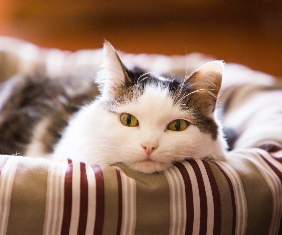 慵懒的猫咪