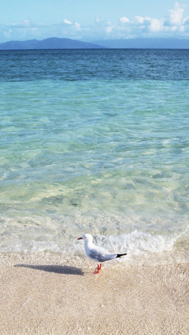 沙滩上的海鸥