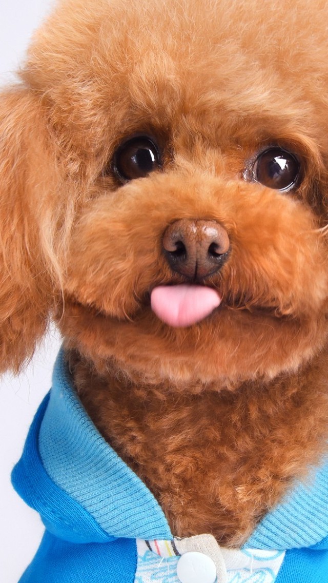 超萌狗狗搞怪壁纸