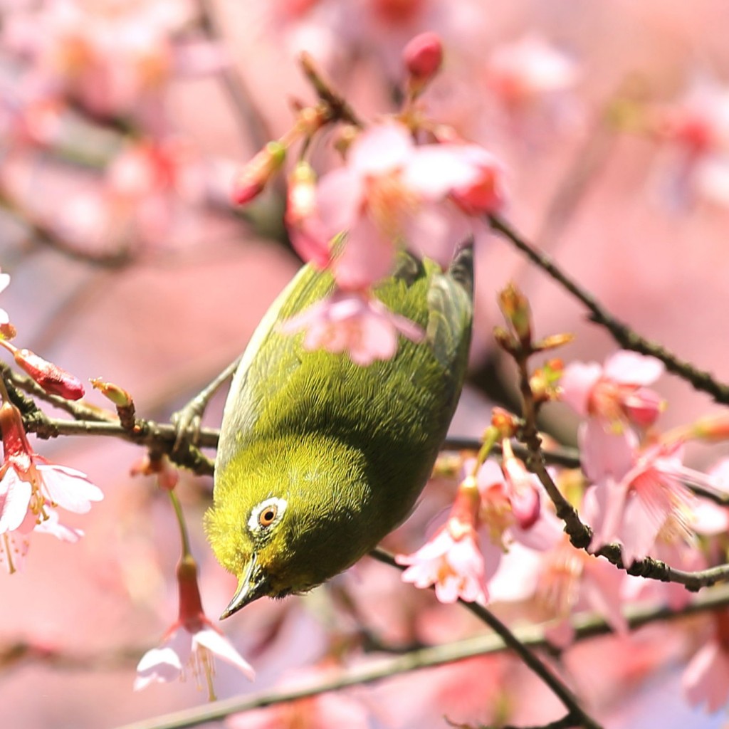 繡眼鳥